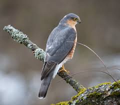 Attēlu rezultāti vaicājumam “Accipiter nisus male”