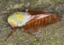 Attēlu rezultāti vaicājumam “Oncopsis sp.”