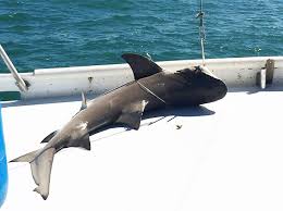 Image result for Negaprion brevirostris