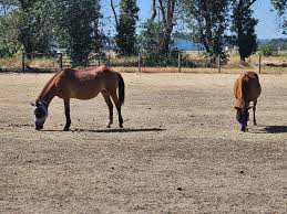 Image result for Greenways Riding Stable Lower Eashing