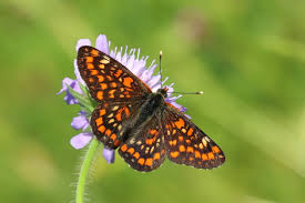 Attēlu rezultāti vaicājumam “Euphydryas maturna larva”