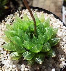 Image result for Haworthia