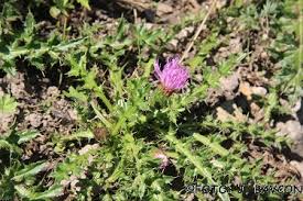 Attēlu rezultāti vaicājumam “Cirsium acaule”