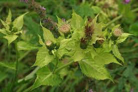 Attēlu rezultāti vaicājumam “Cirsium oleraceum leaf”