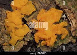 Attēlu rezultāti vaicājumam “Dacrymyces chrysospermus spores”