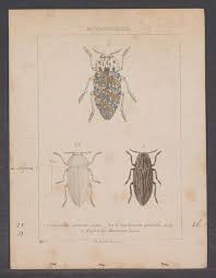 Attēlu rezultāti vaicājumam “Chalcophora mariana”