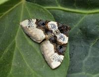 Attēlu rezultāti vaicājumam “Cosmorhoe ocellata”