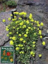 Attēlu rezultāti vaicājumam “Polygonaceae”