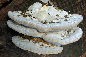 Attēlu rezultāti vaicājumam “Trametes gibbosa”