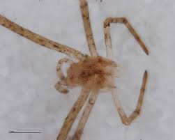 Attēlu rezultāti vaicājumam “Tetragnatha montana”