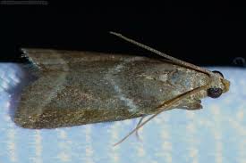 Attēlu rezultāti vaicājumam “Nyctegretis lineana”