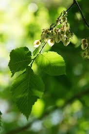 Attēlu rezultāti vaicājumam “Ulmus laevis”