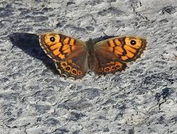 Attēlu rezultāti vaicājumam “Lasiommata megera underside”