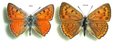Attēlu rezultāti vaicājumam “Lycaena alciphron”
