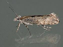 Attēlu rezultāti vaicājumam “Ypsolopha asperella”