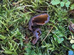 Attēlu rezultāti vaicājumam “Otidea bufonia”