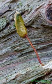 Attēlu rezultāti vaicājumam “Buxbaumia viridis”