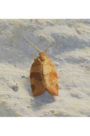 Attēlu rezultāti vaicājumam “Pandemis cinnamomeana”