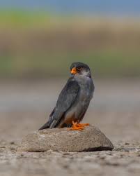 Image result for Falco amurensis