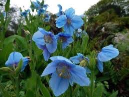 Image result for Meconopsis betonicifolia