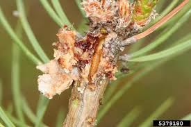 Attēlu rezultāti vaicājumam “Retinia resinella pupa”