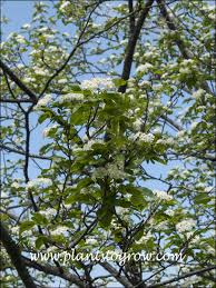 Attēlu rezultāti vaicājumam “x Sorbaronia fallax”