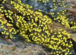 Attēlu rezultāti vaicājumam “Physarum murinum”