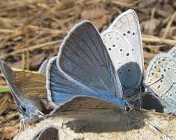 Attēlu rezultāti vaicājumam “Agrodiaetus amandus female”