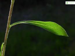 Attēlu rezultāti vaicājumam “Centaurea jacea leaf”