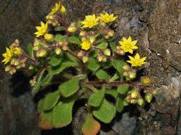 Image result for Aichryson