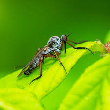 Attēlu rezultāti vaicājumam “Empididae”