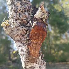 Attēlu rezultāti vaicājumam “Dichomitus campestris”