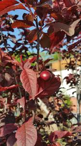 Attēlu rezultāti vaicājumam “Prunus (plum-tree) fruit”