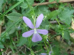 Attēlu rezultāti vaicājumam “Viola x williamsii flower”
