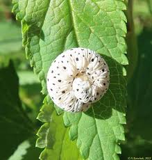 Attēlu rezultāti vaicājumam “Tenthredo scrophulariae larva”