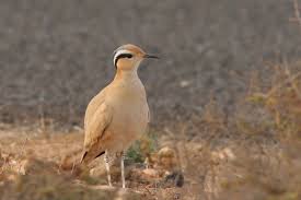 Image result for Cursorius cursor