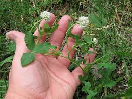 Attēlu rezultāti vaicājumam “Trifolium hybridum”