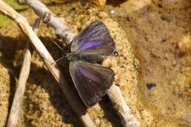 Attēlu rezultāti vaicājumam “Favonius quercus underside”