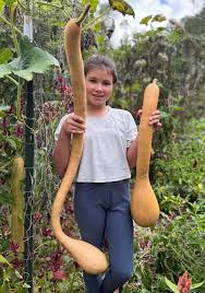 Image result for tromboncino