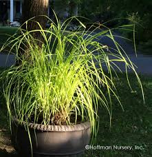 Attēlu rezultāti vaicājumam “Carex elata flower”