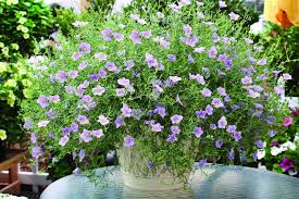 Image result for Nierembergia