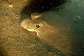 Image result for Pleuronectes platessa