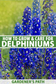 Attēlu rezultāti vaicājumam “Delphinium elatum  fruit”