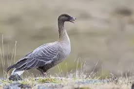 Attēlu rezultāti vaicājumam “Anser brachyrhynchus adult”