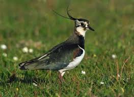 Attēlu rezultāti vaicājumam “Vanellus vanellus”