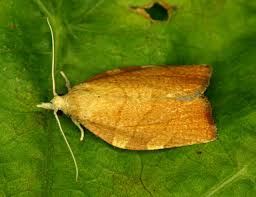 Attēlu rezultāti vaicājumam “Pandemis cinnamomeana female”