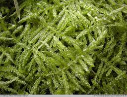 Attēlu rezultāti vaicājumam “Pseudoscleropodium purum”