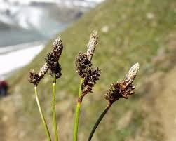 Attēlu rezultāti vaicājumam “Carex ericetorum”
