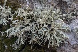 Attēlu rezultāti vaicājumam “Ramalina pollinaria”