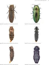 Attēlu rezultāti vaicājumam “Buprestidae”